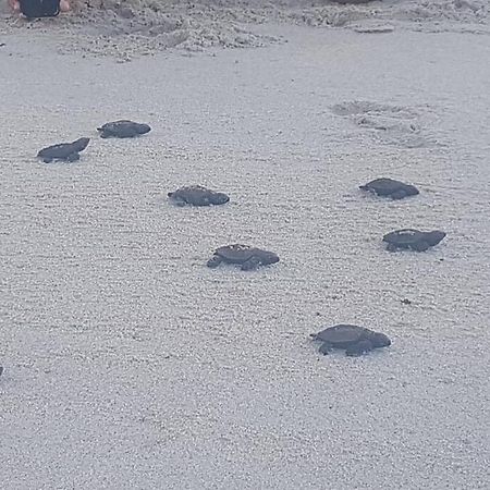 Apartamento Praia Dos Carneiros Tamandaré Eksteriør bilde
