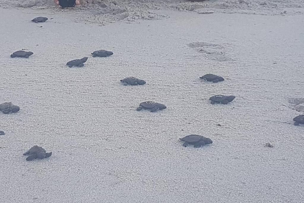 Apartamento Praia Dos Carneiros Tamandaré Eksteriør bilde